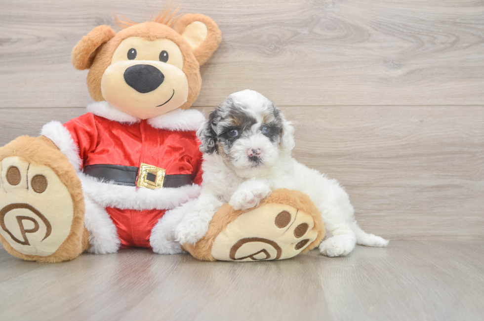 5 week old Cockapoo Puppy For Sale - Premier Pups