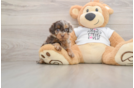 Hypoallergenic Cocker Doodle Poodle Mix Puppy