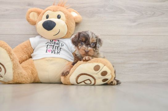 Best Cockapoo Baby