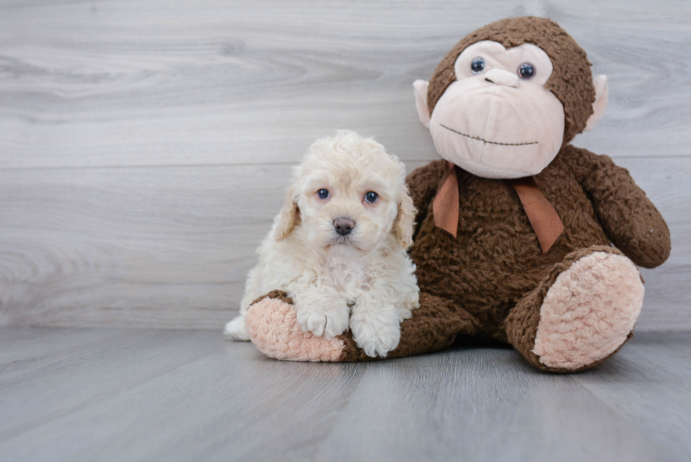 Smart Cockapoo Poodle Mix Pup