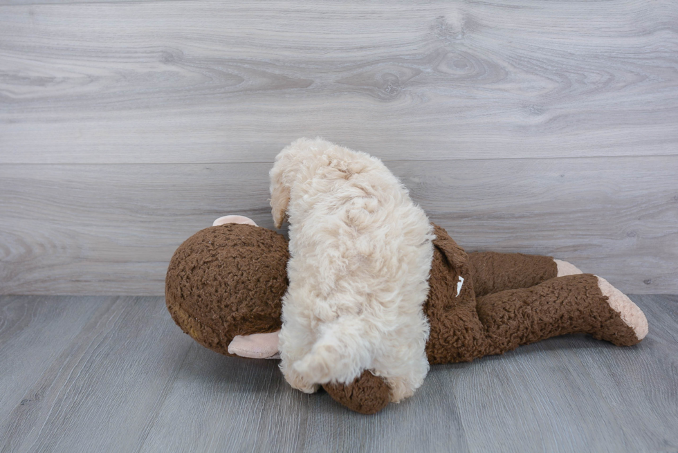 Adorable Cockerpoo Poodle Mix Puppy