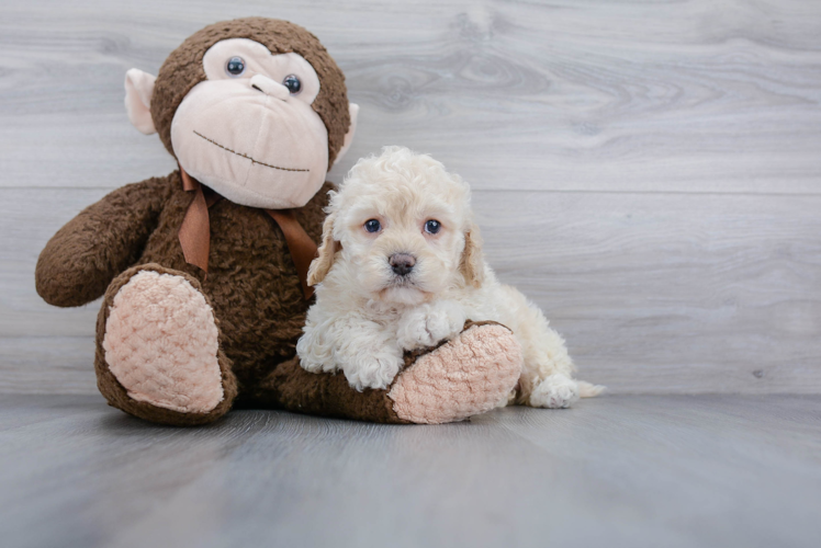 Adorable Cockerpoo Poodle Mix Puppy