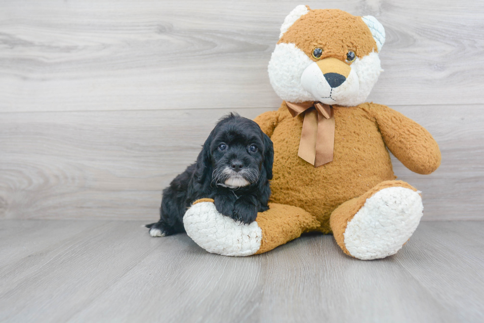 Fluffy Cockapoo Poodle Mix Pup