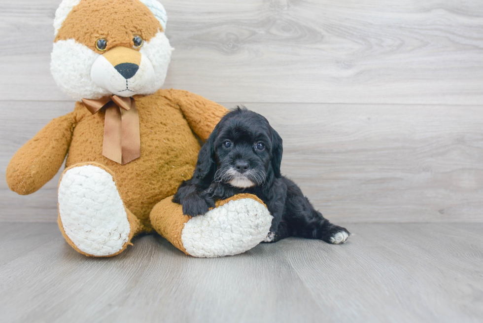 Popular Cockapoo Poodle Mix Pup