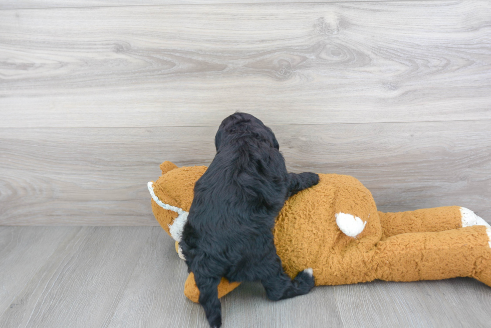 Petite Cockapoo Poodle Mix Pup