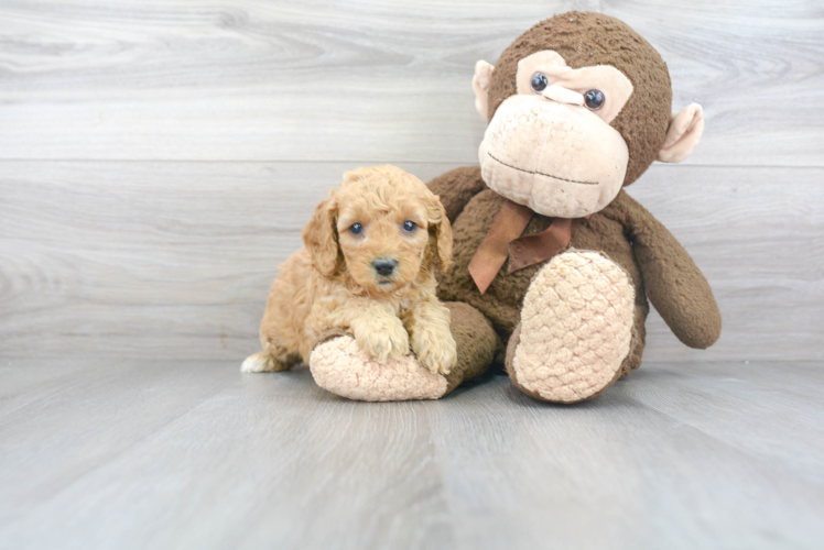 Petite Cockapoo Poodle Mix Pup