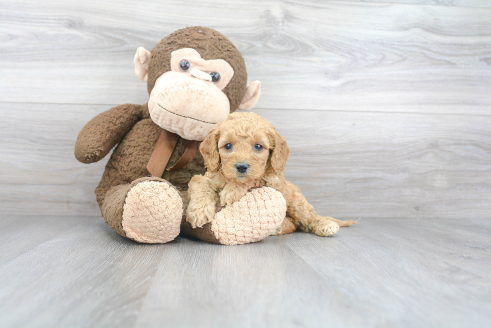 Cockapoo Pup Being Cute