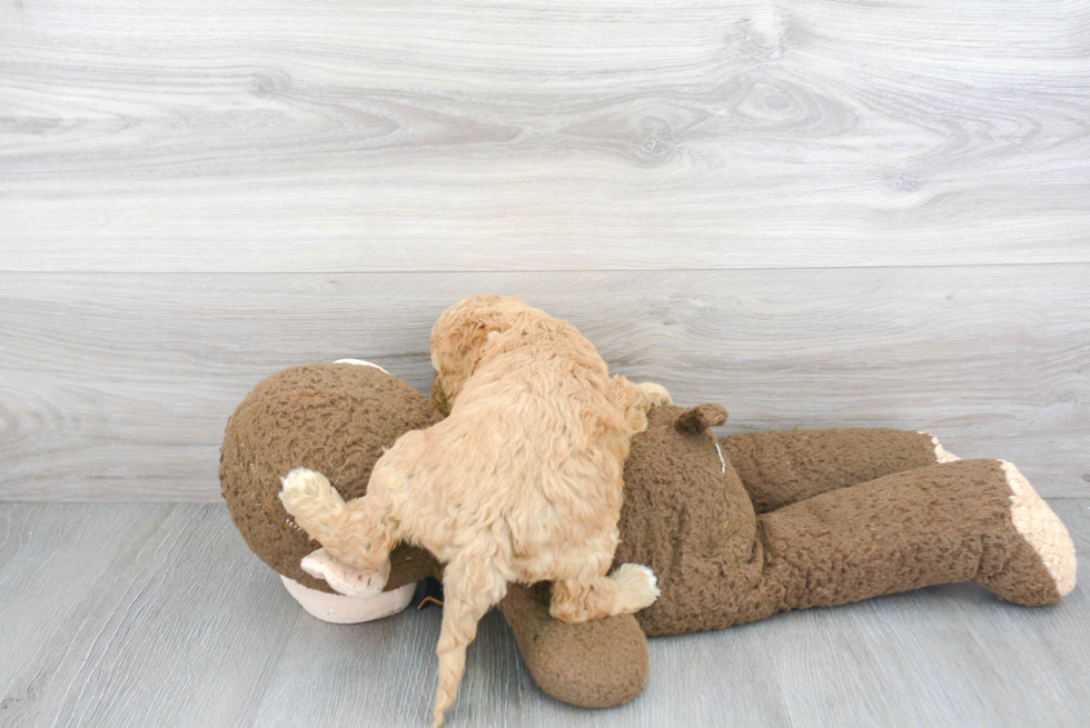 Cockapoo Pup Being Cute