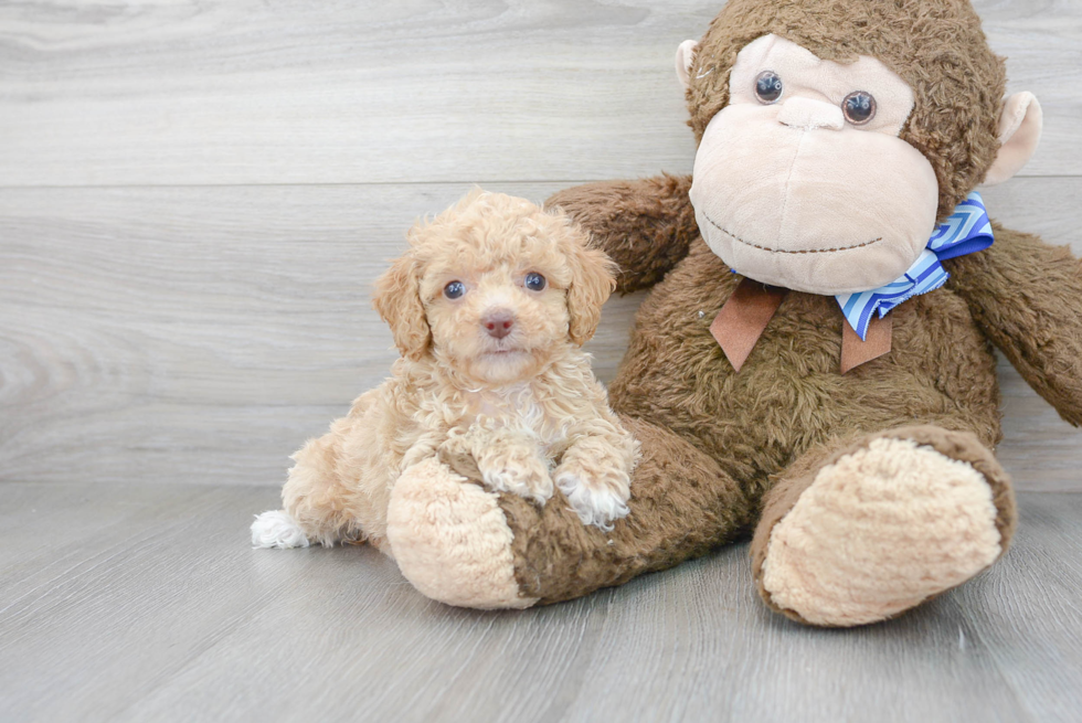 Cockapoo Pup Being Cute