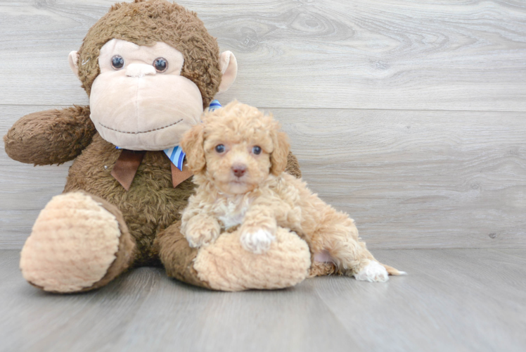 Fluffy Cockapoo Poodle Mix Pup