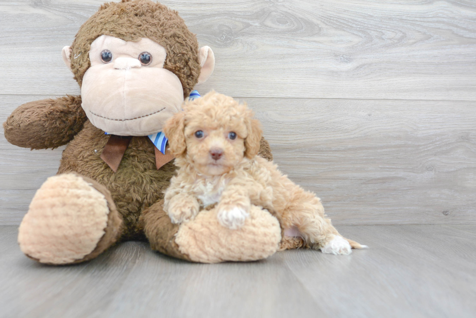 Fluffy Cockapoo Poodle Mix Pup