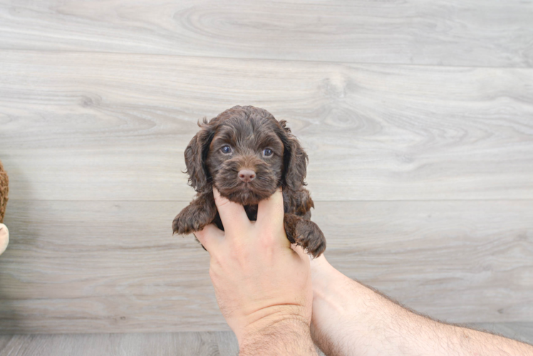 Adorable Cockerpoo Poodle Mix Puppy