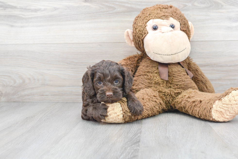 Happy Cockapoo Baby