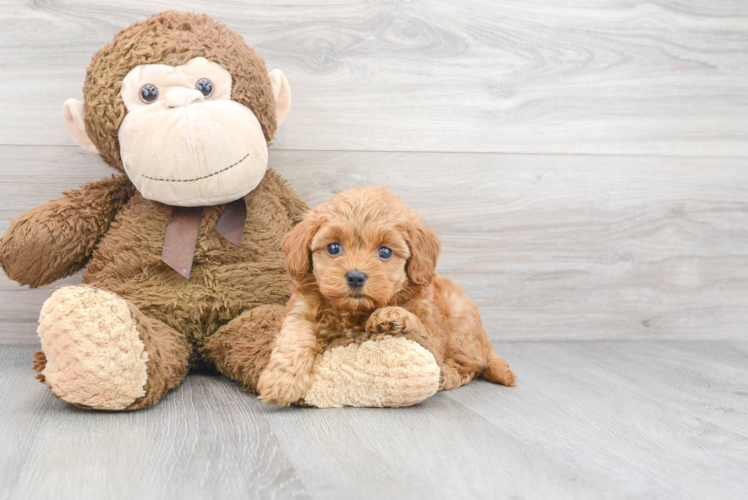 Cockapoo Puppy for Adoption