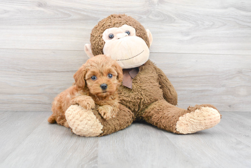 Cute Cockapoo Baby