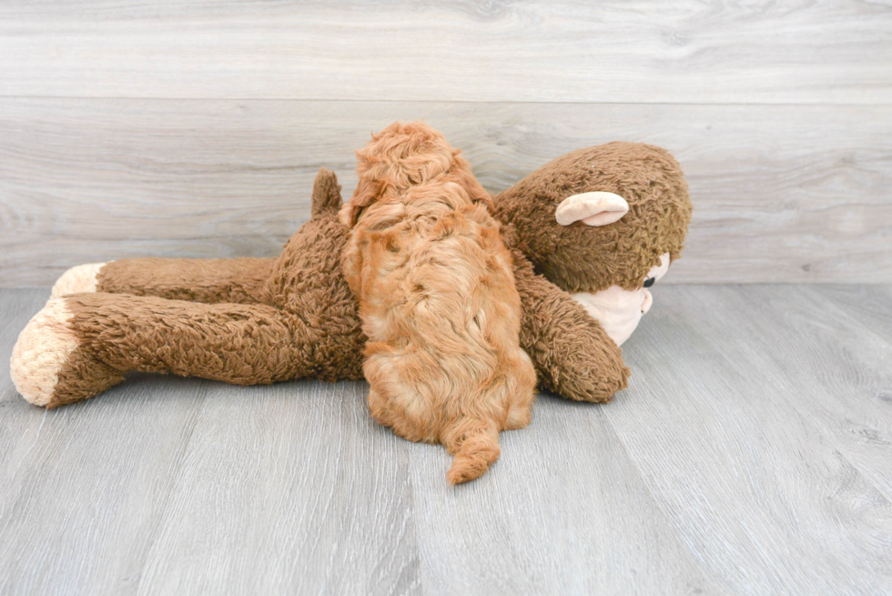 Popular Cockapoo Poodle Mix Pup