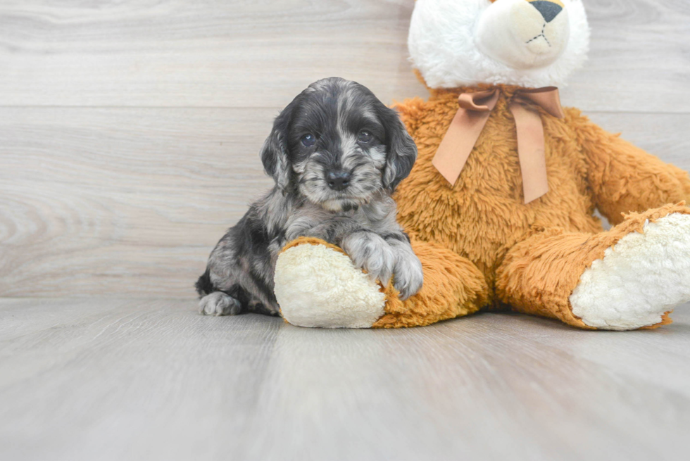 Best Cockapoo Baby