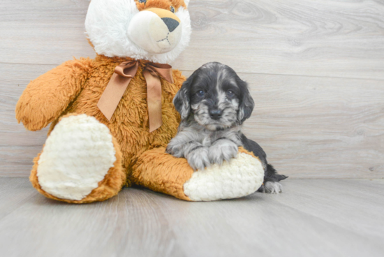 Playful Cockerpoo Poodle Mix Puppy