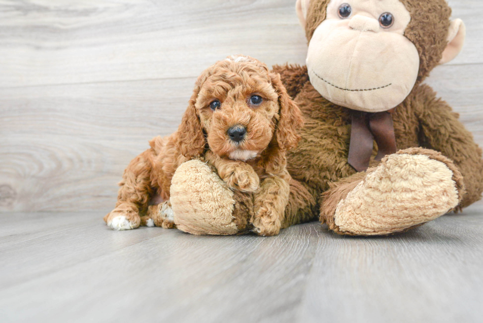 Playful Cockerpoo Poodle Mix Puppy