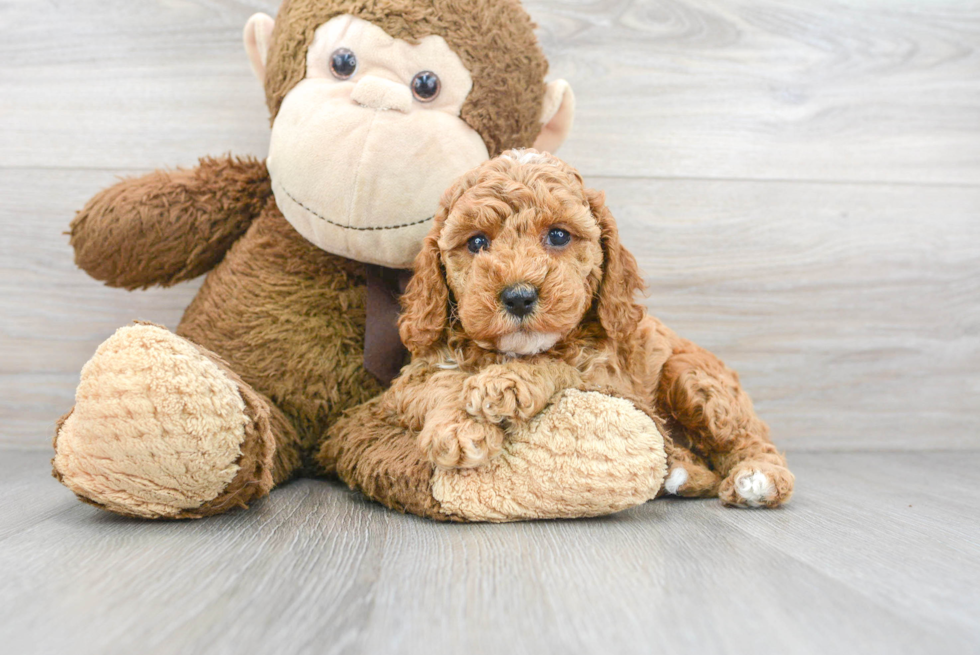 Small Cockapoo Baby