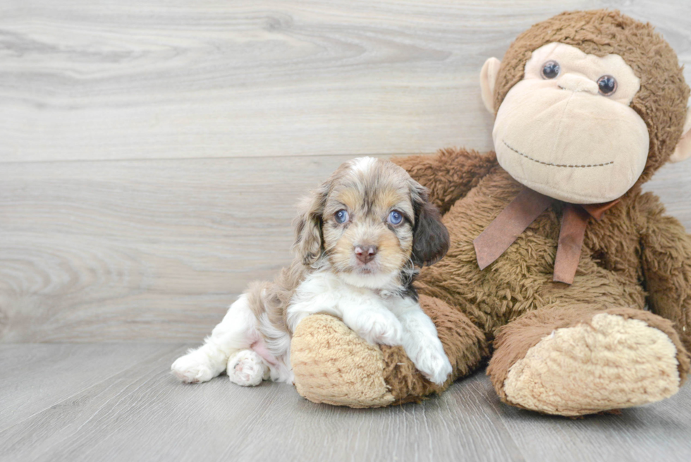 Fluffy Cockapoo Poodle Mix Pup