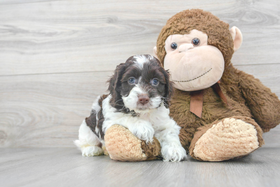 Funny Cockapoo Poodle Mix Pup