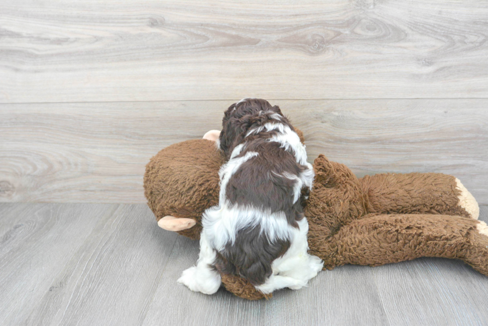 Petite Cockapoo Poodle Mix Pup