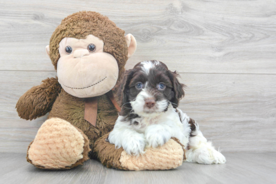 Cockapoo Puppy for Adoption