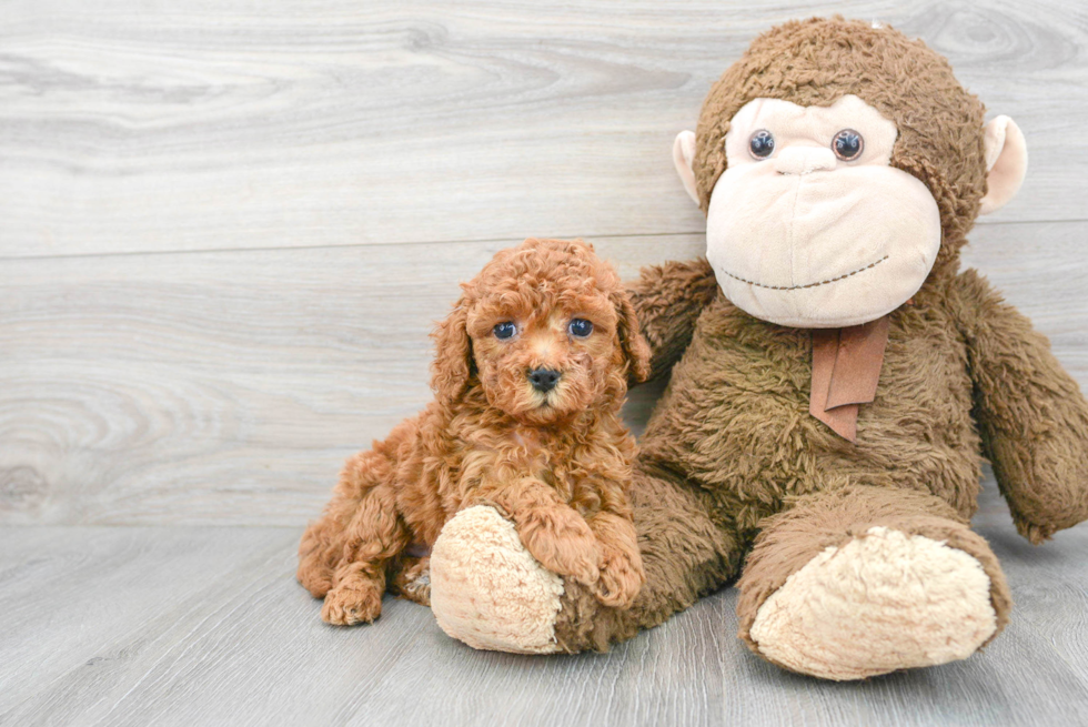 Best Cockapoo Baby