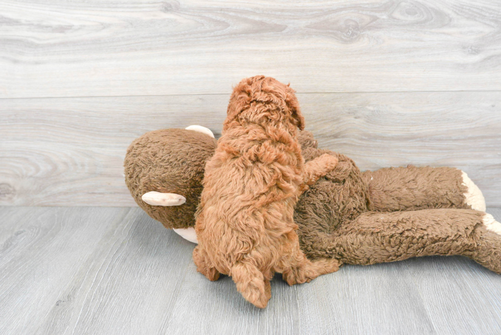 Cockapoo Pup Being Cute