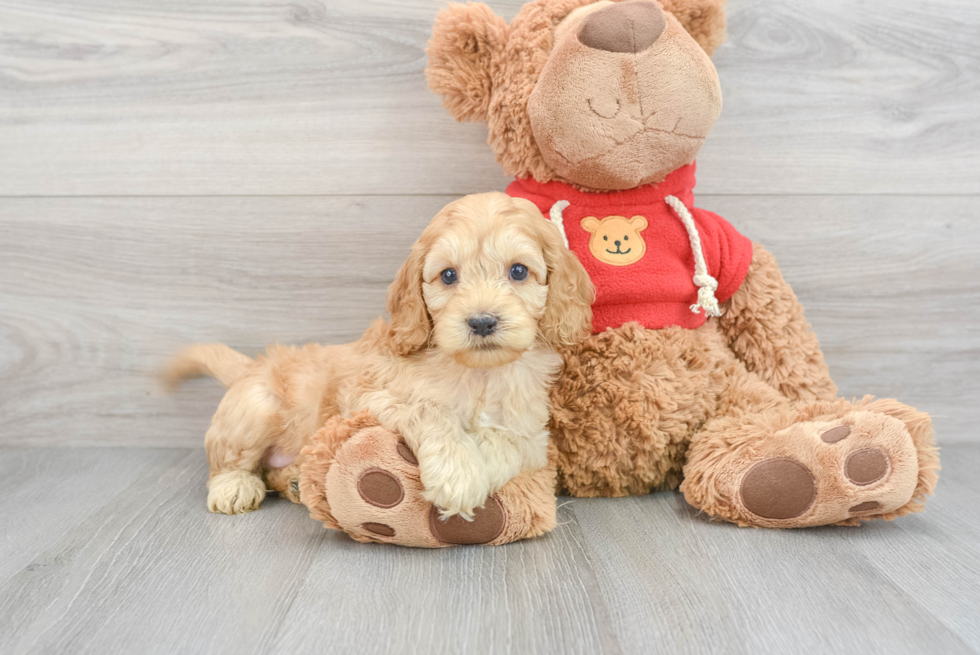 Funny Cockapoo Poodle Mix Pup