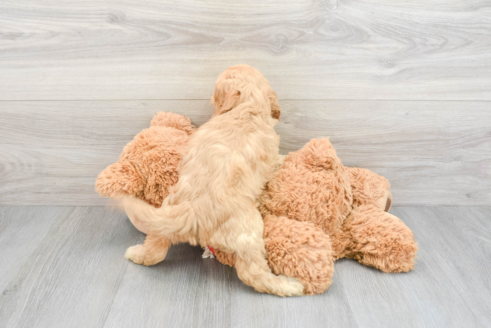 Hypoallergenic Cockerpoo Poodle Mix Puppy