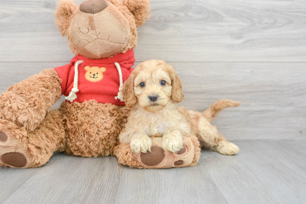 Cockapoo Pup Being Cute