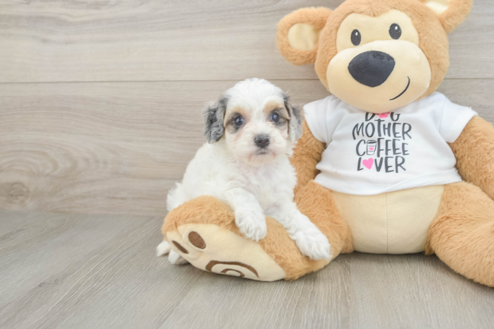 Little Cocker Doodle Poodle Mix Puppy