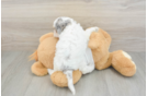 Fluffy Cockapoo Poodle Mix Pup