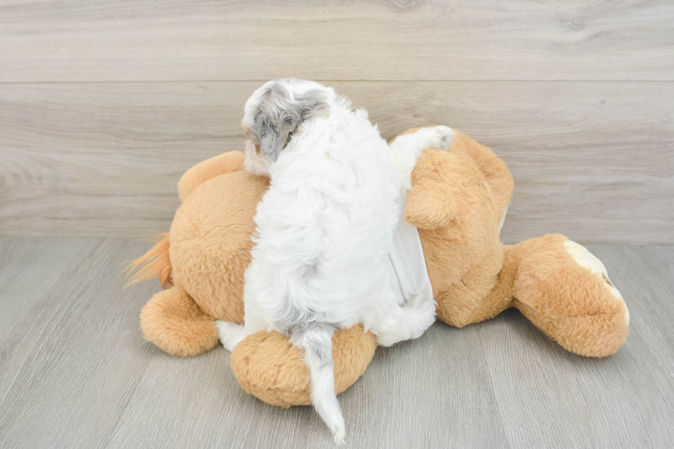 Fluffy Cockapoo Poodle Mix Pup
