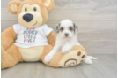 Best Cockapoo Baby