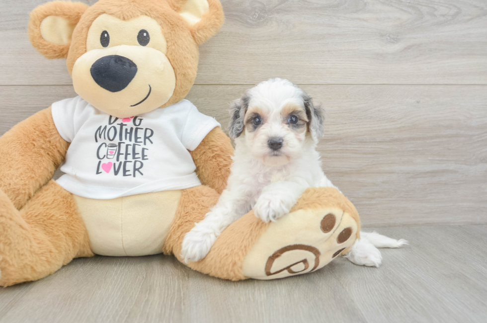5 week old Cockapoo Puppy For Sale - Premier Pups