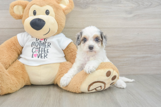 Best Cockapoo Baby