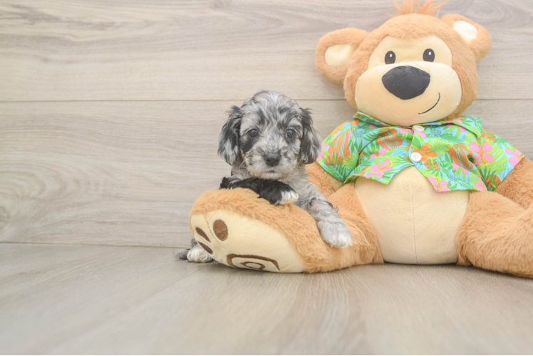 Adorable Cocker Doodle Poodle Mix Puppy