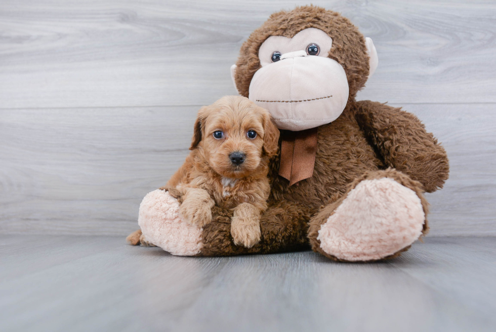 Adorable Cockerpoo Poodle Mix Puppy