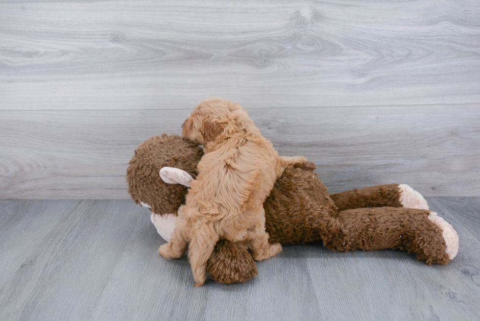 Cockapoo Pup Being Cute