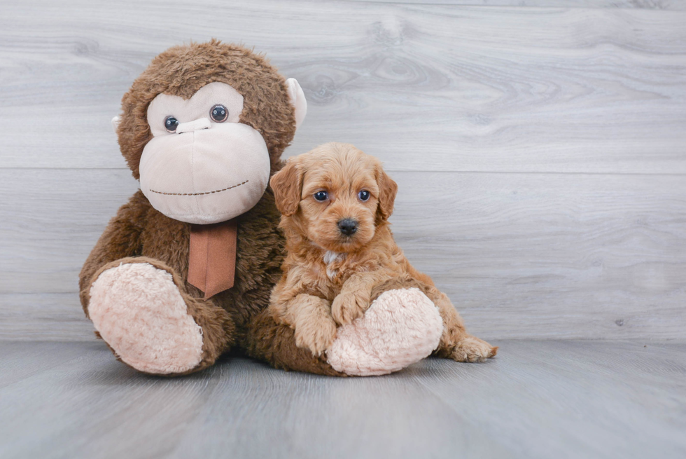 Best Cockapoo Baby