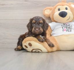 7 week old Cockapoo Puppy For Sale - Premier Pups