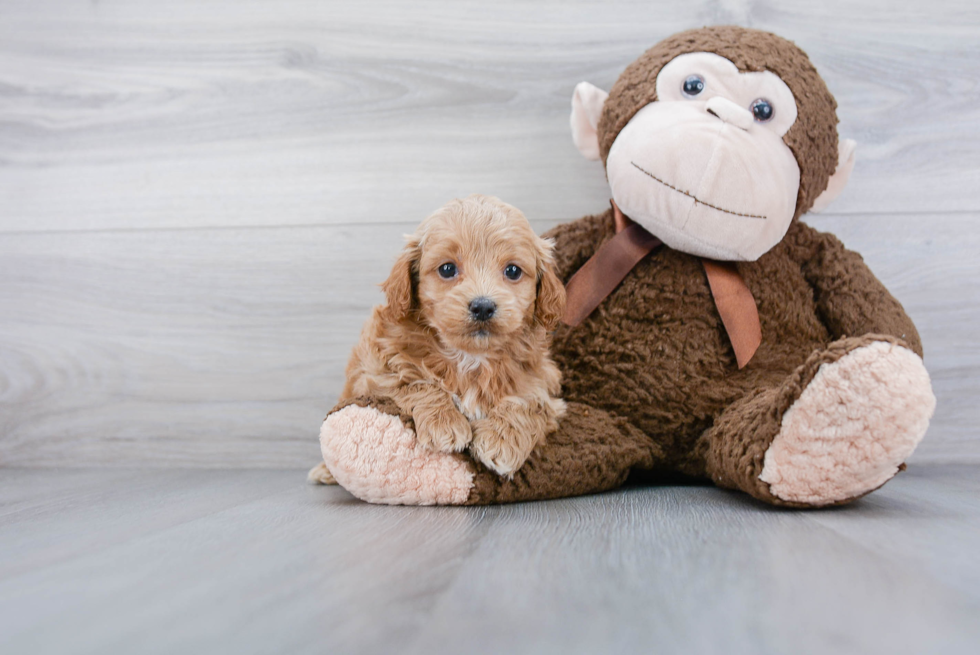 Best Cockapoo Baby