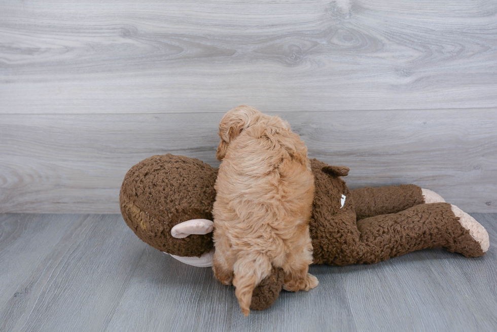 Funny Cockapoo Poodle Mix Pup