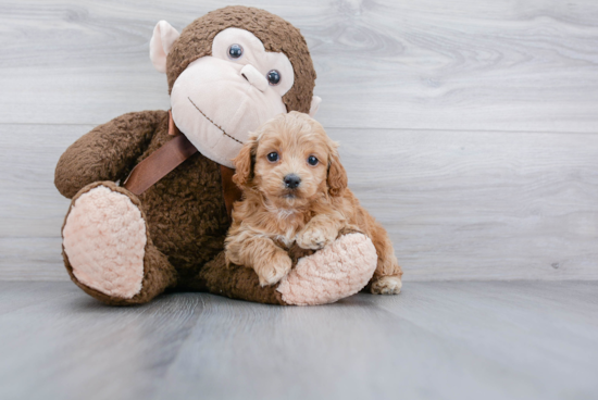 Happy Cockapoo Baby