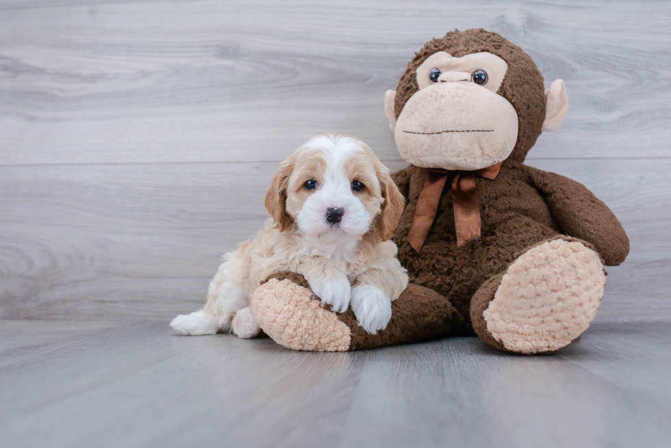 Best Cockapoo Baby