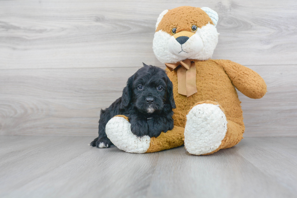 Sweet Cockapoo Baby