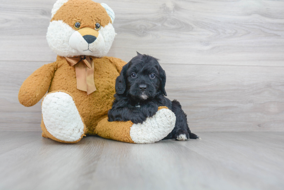 Cockapoo Pup Being Cute